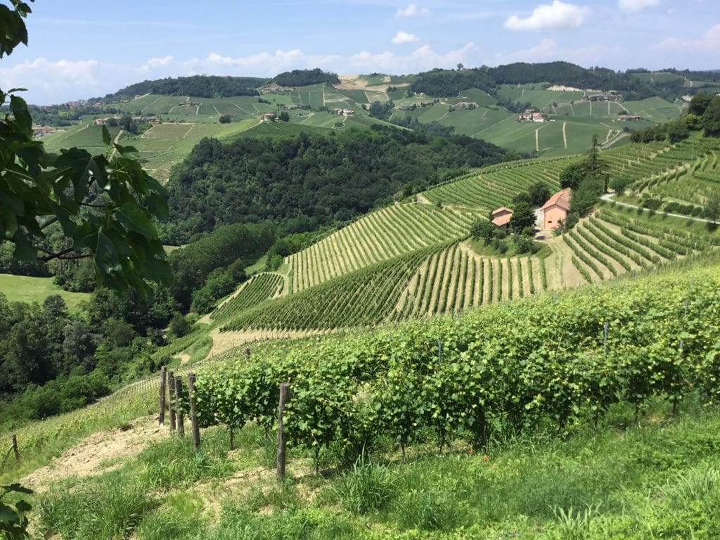 barolo vin