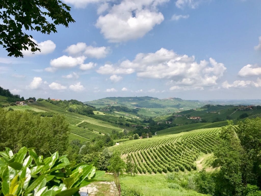 barolo vin